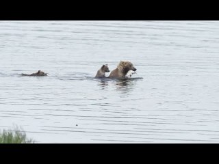 Bear Cub Rides Across River in Style