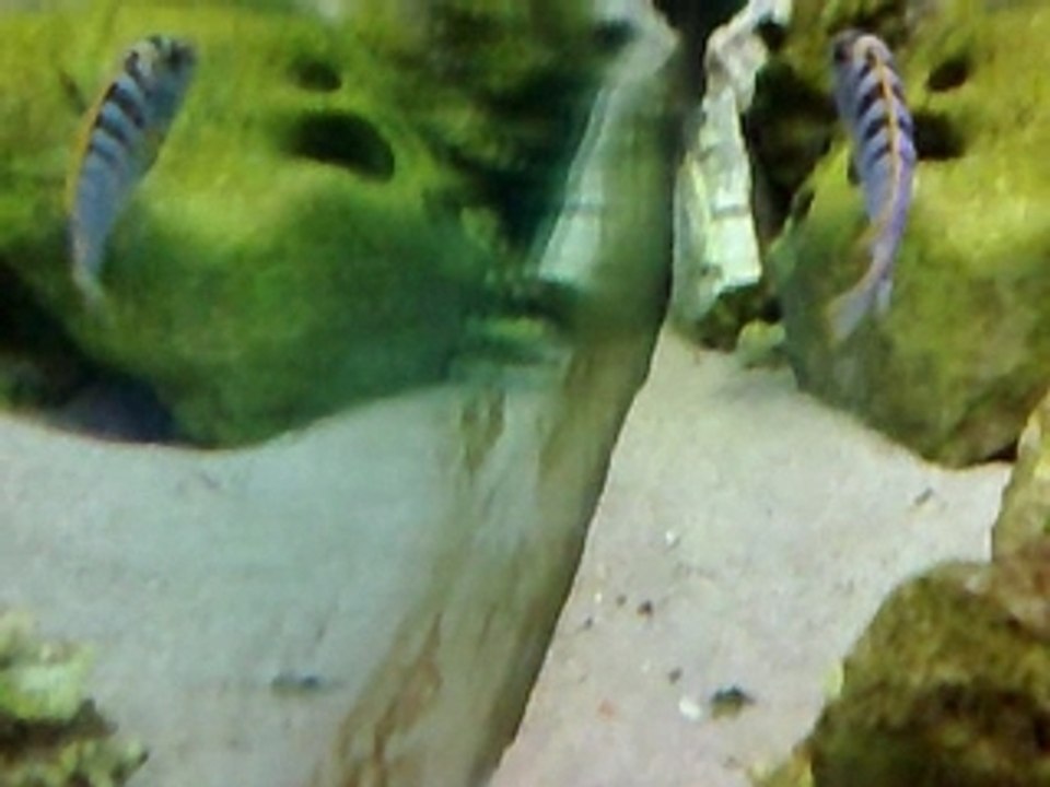 Labido.sp"hongi" Hongi Island F0