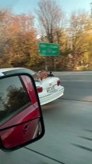Deer Carried on the Outside of Car’s Trunk