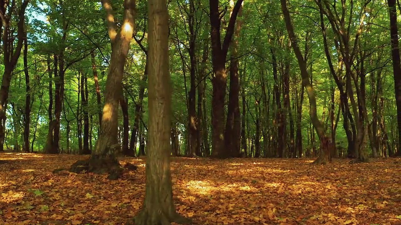 Nature Relaxing