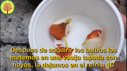 Tiempo de germinación VARIAS SEMILLAS __ parte 4 __ RECOPILACION