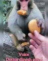 Monky Funny _viral Samachar मंकी पेटु_वायरल समाचार