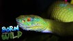 Born to be Wild: Harmonious co-existence with the Philippine pit viper