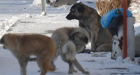 Prof. Dr. Aktaş: Köpek saldırdığında kaçmayın, göz teması kurmayın