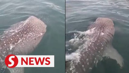 Whale shark spotted near Pulau Sapi
