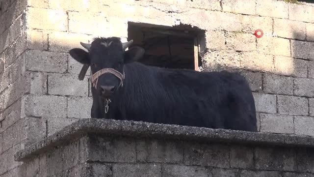 Son dakika: 4 katlı apartmanda yangın... Bir yandan çatıyı, diğer yandan düşen parçaları söndürdüler