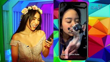 AHA!: Top 5 Funny Videos: Animal Edition