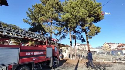 Kaçan papağanı yakalamak için seferber oldular