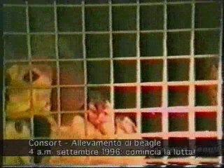 S.H.A.C stop Huntingdon Violence to Puppies - Sick Bastards