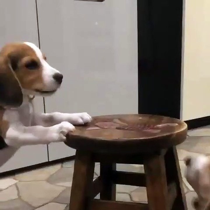 TWO CUTE DOG TALKING - PETS WORLD #TIKTO #SHORT