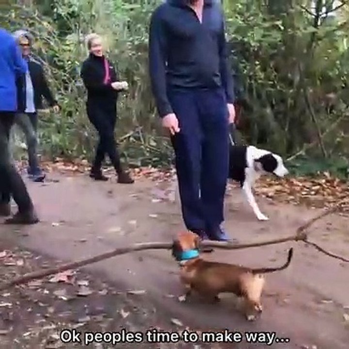 DOG IS A GREAT HELPER - PETS WORLD #TIKTOK #SHORT