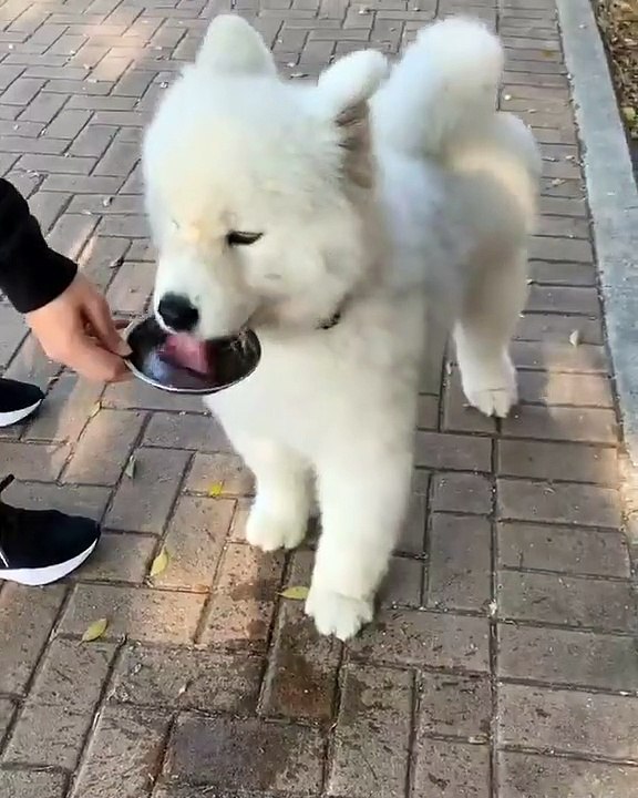 CUTE WHITE DOG