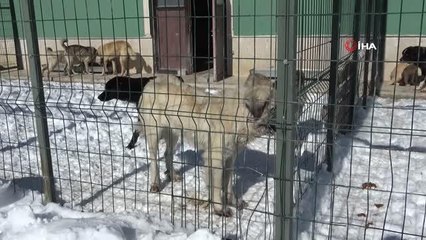 Ortaokul öğrencilerinin geliri barınaktaki hayvanlara mama oldu