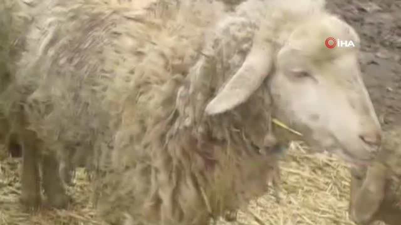 Sokak köpekleri koyunlara saldırdı: 7 koyun telef oldu