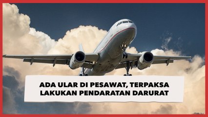 Ada Ular di Pesawat, Maskapai Penerbangan di Malaysia Terpaksa Lakukan Pendaratan Darurat