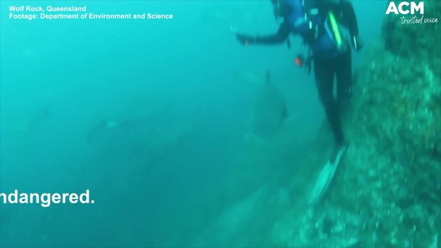 Pregnant sharks swimming close to divers - August 2021 - ACM