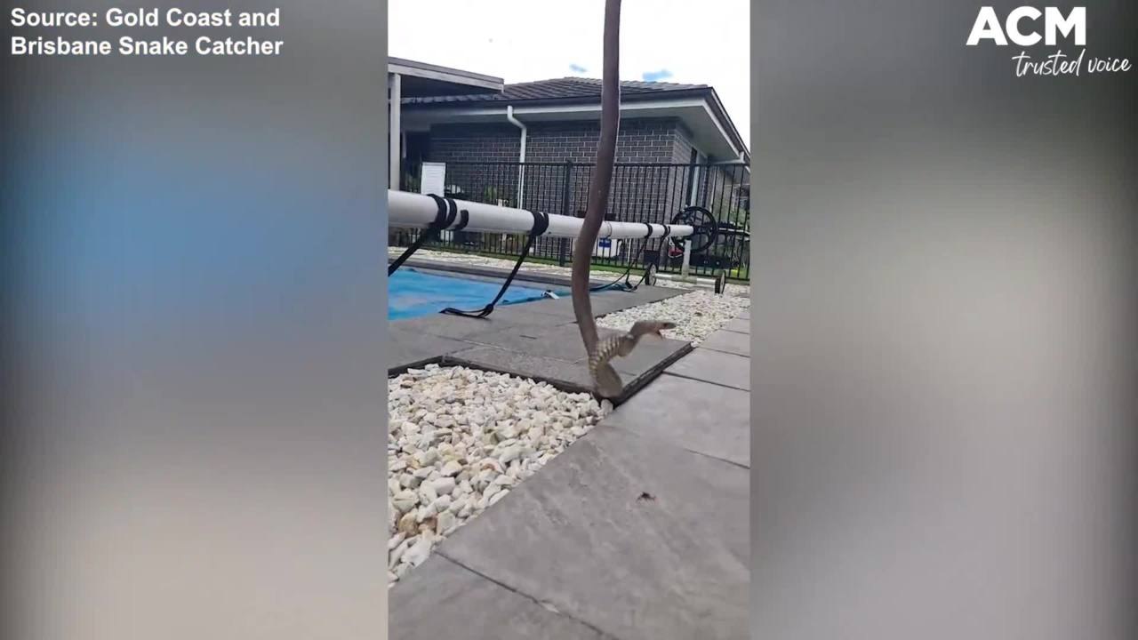 Snake not happy to be pulled from underground - Gold Coast and Brisbane Snake Catcher clip | November 4, 2021 | ACM
