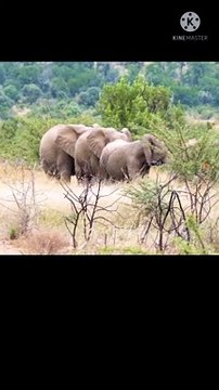 baby elephant family song | elephant family song | elephant video
