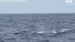 Humpack whales in feeding frenzy on the NSW South Coast | September 13, 2021, ACM