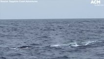 Humpack whales in feeding frenzy on the NSW South Coast | September 13, 2021, ACM
