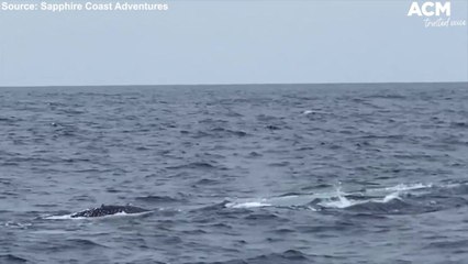 Humpack whales in feeding frenzy on the NSW South Coast | September 13, 2021, ACM