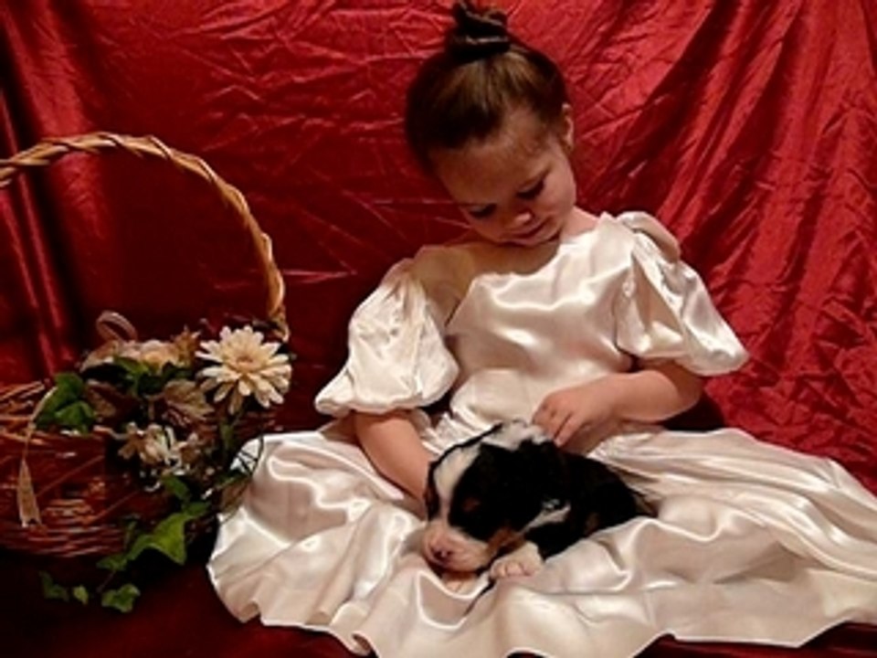 5 mars chiots R & S et notre petite www.lesbernois.com