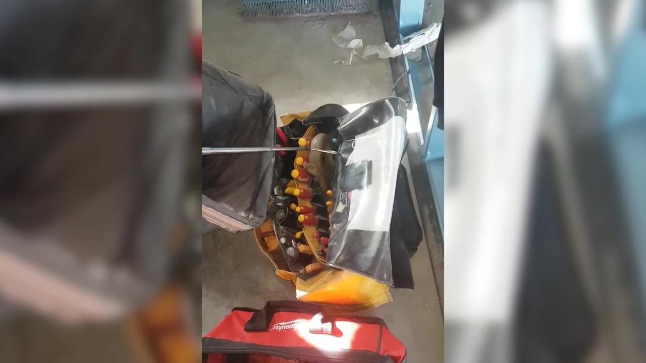 Eastern brown snake makes a tradie's bag home at primary school construction site | September 2021 | ACM