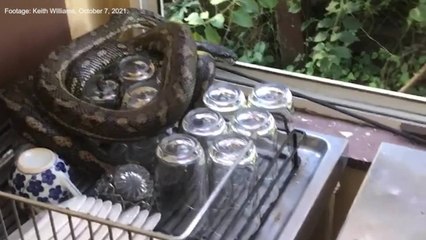 Snake found curled up around dishes in Ballina restaurant | October 2021 | ACM