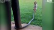 Two-year-old boy handles a snake - Outback Wrangler Matt Wright's son Banjo clip | October 6, 2021 | ACM