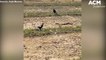 Two magpies face off with a snake | October 18, 2021 | ACM