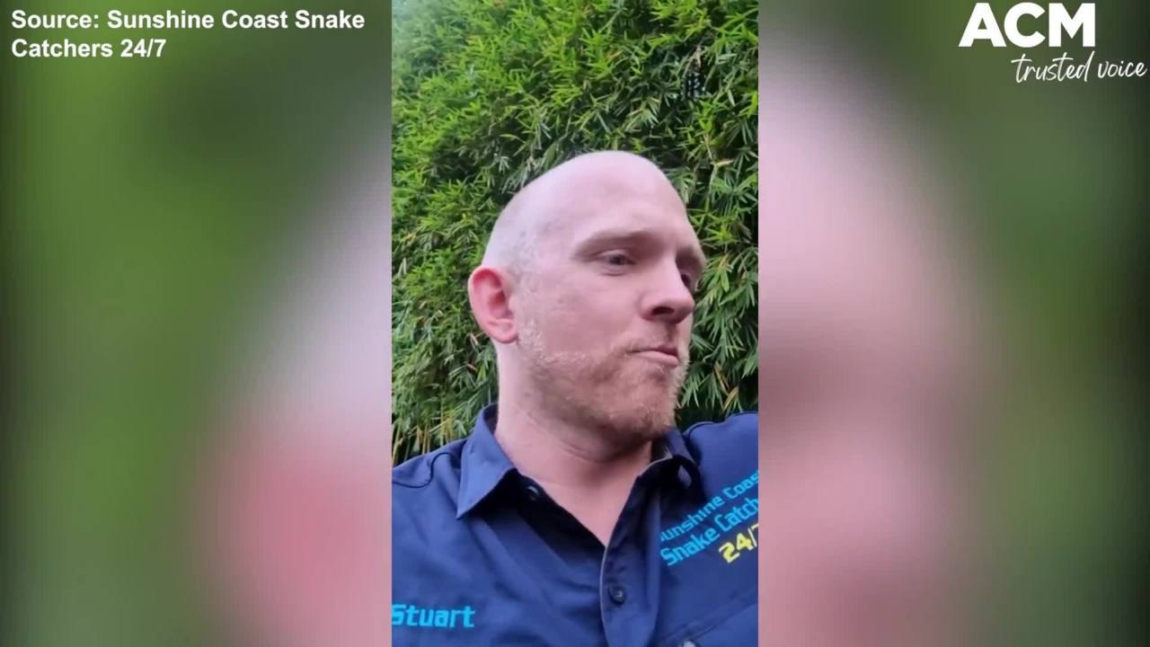 Five carpet pythons found at one house - Sunshine Coast Snake Catchers 24/7 Clip | October 20, 2021 | ACM