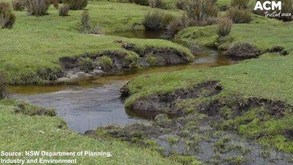 Wild horses damage Kosciuszko National Park | October 6, 2021 | ACM