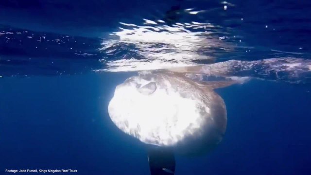Mola mola seen feeding on jellies in Western Australia's Ningaloo Reef | October 2021 | ACM