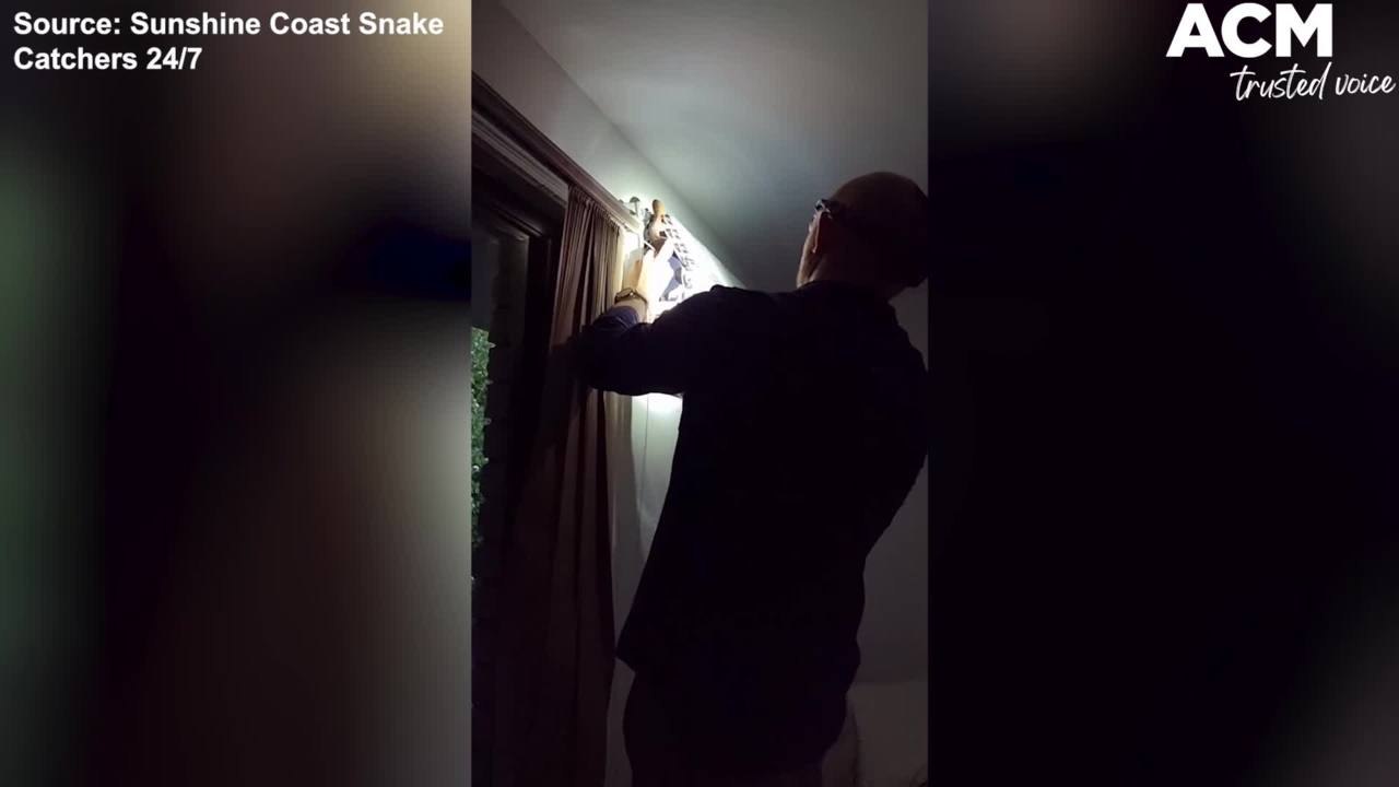 Two brown tree snakes in aircon - Sunshine Coast Snake Catchers clip | November 11, 2021 | ACM