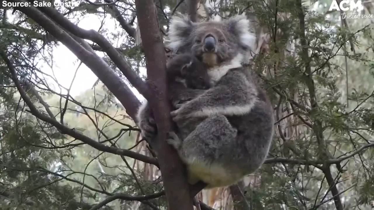 Mother koala and her restless joey twins - Sake Oostra Wildlife Clip | December 23, 2021 | ACM
