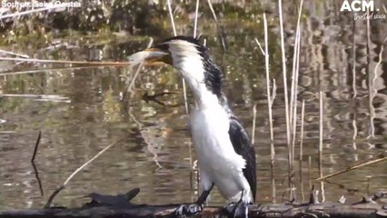 Little pied cormorant swallows a fish whole for breakfast- Sake Oostra Wildlife Clip | December 23, 2021 | ACM