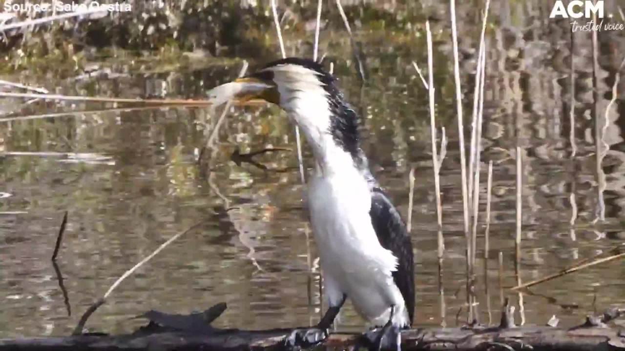 Little pied cormorant swallows a fish whole for breakfast- Sake Oostra Wildlife Clip | December 23, 2021 | ACM