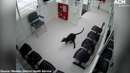 Wallaby hops into hospital emergency department | December 16, 2021 | ACM