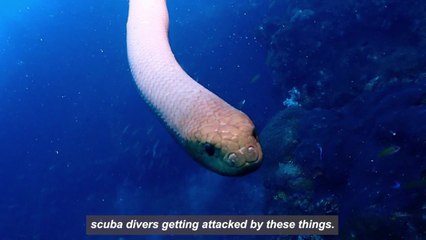 The weirdest science stories of 2021 | December, 2021 | ACM