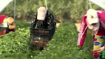 Doñana | El gobierno andaluz amplía los derechos de riego  en contra de las normas de la UE