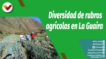 Cultivando Patria | Casa de Cultivo en La Guaira produce diversidad de rubros en 3 hectáreas de terreno