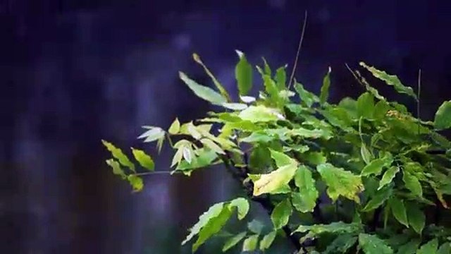 Relaxing Music | Stress Relief, Mediation Music | Relaxing Sleep Music |