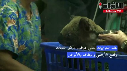 أستراليا تعتبر رسمياً الكوالا حيوانات مهددة بالانقراض