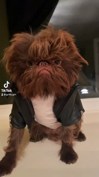 Proshka, who looks like Gizmo from Gremlins. Pictures: Stefani Doherty / instagram.com/griffy.girl/