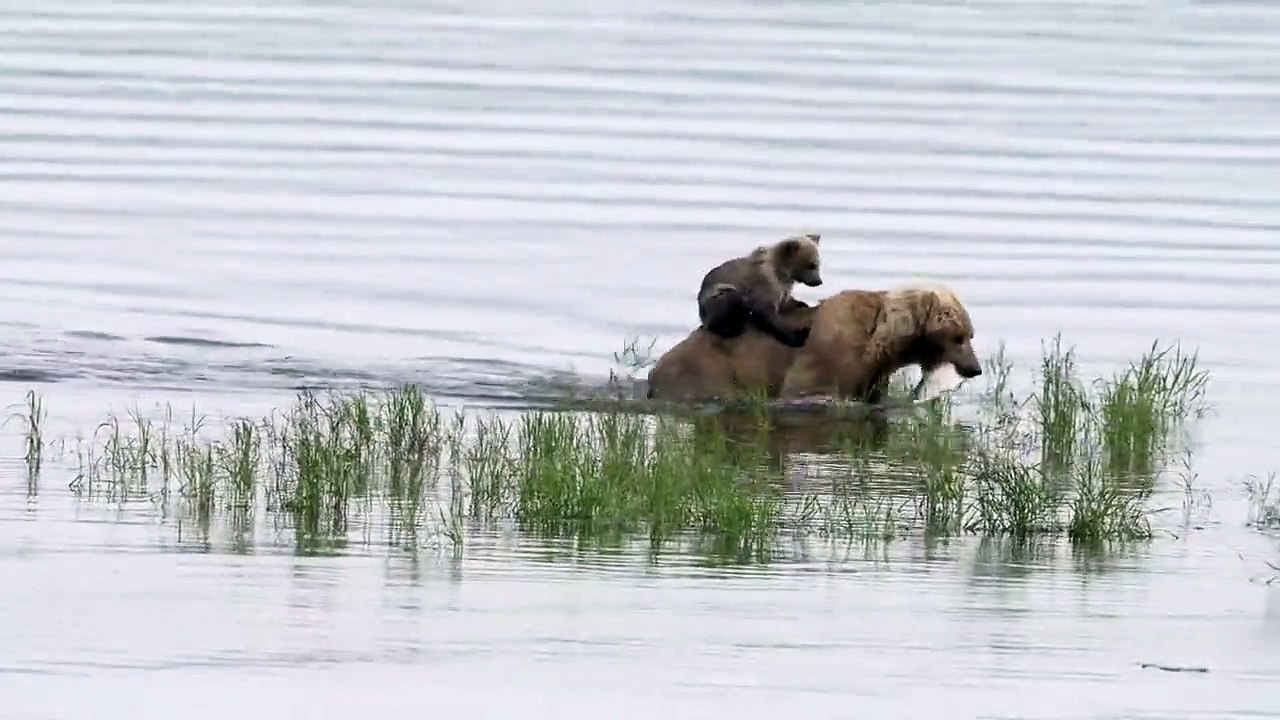 Quand bébé ours fait du rodéo sur le dos de maman ours