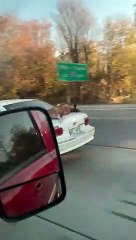 Il transporte une biche sur sa voiture... WTF