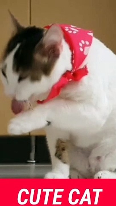 CUTE CATE