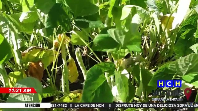 Preocupados los productores de frijoles por el alto precio de los insumos