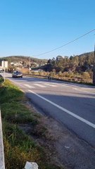 "Verdadeiro atleta". Porco 'passeia' na estrada de Barcelos