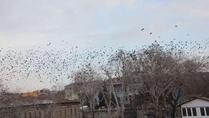 Son dakika gündem: Sığırcık kuşlarından görsel şölen
